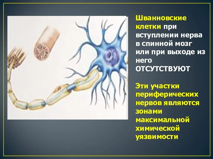 Шванновские клетки при вступлении нерва в спинной мозг или при