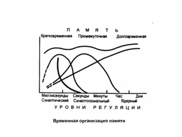 Временная организация памяти