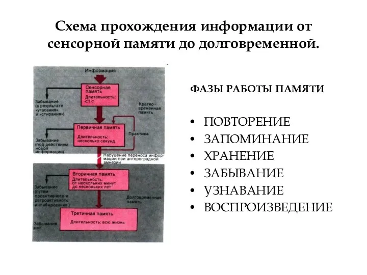 Схема прохождения информации от сенсорной памяти до долговременной. ФАЗЫ РАБОТЫ