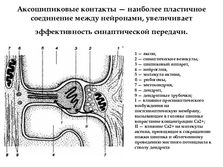 1 — аксон, 2 — синаптические везикулы, 3 — шипиковый