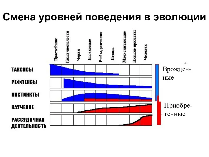 Смена уровней поведения в эволюции Врожден-ные Приобре-тенные