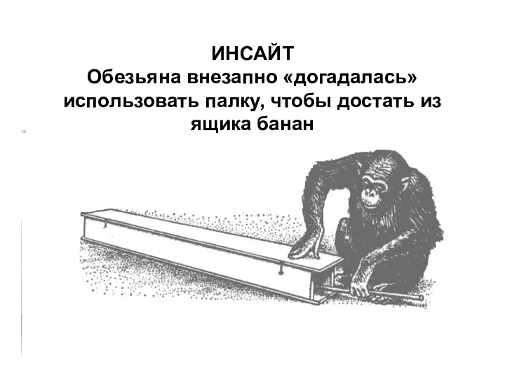 ИНСАЙТ Обезьяна внезапно «догадалась» использовать палку, чтобы достать из ящика банан