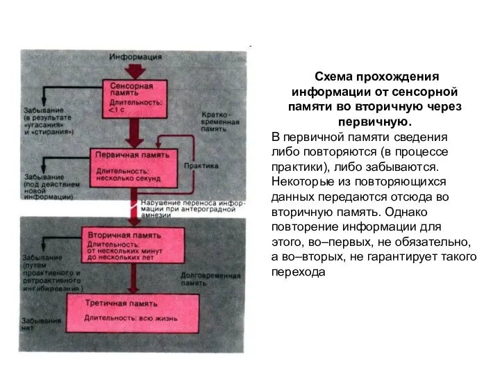 Схема прохождения информации от сенсорной памяти во вторичную через первичную.