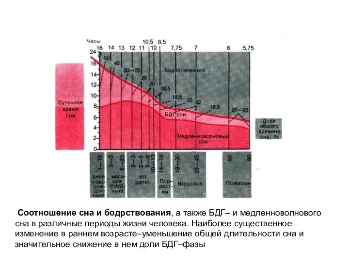 Соотношение сна и бодрствования, а также БДГ– и медленноволнового сна