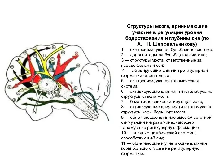 Структуры мозга, принимающие участие в регуляции уровня бодрствования и глубины