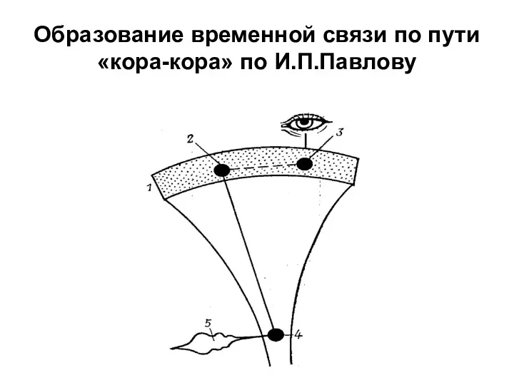 Образование временной связи по пути «кора-кора» по И.П.Павлову