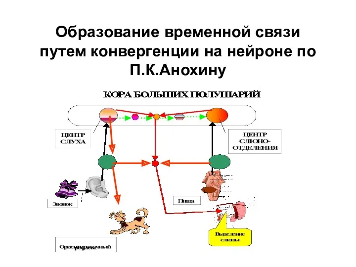 Образование временной связи путем конвергенции на нейроне по П.К.Анохину