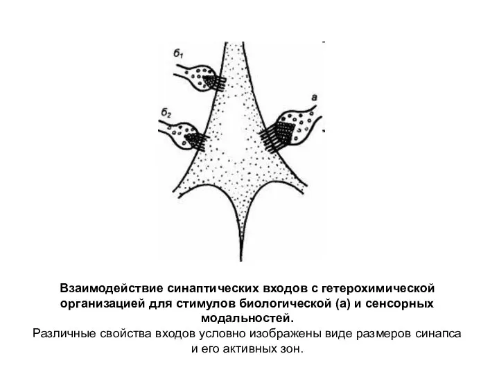 Взаимодействие синаптических входов с гетерохимической организацией для стимулов биологической (а)