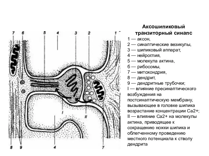 Аксошипиковый транзиторный синапс 1 — аксон, 2 — синаптические везикулы,