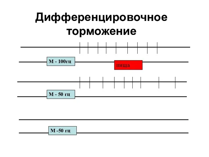 Дифференцировочное торможение