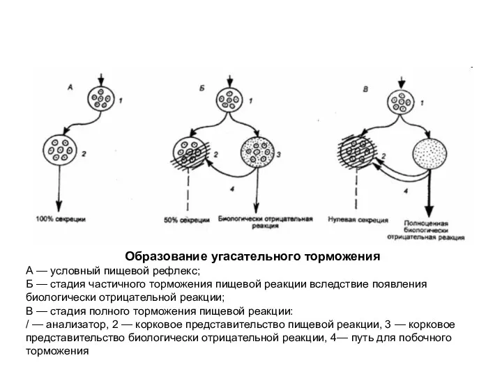 Образование угасательного торможения А — условный пищевой рефлекс; Б —