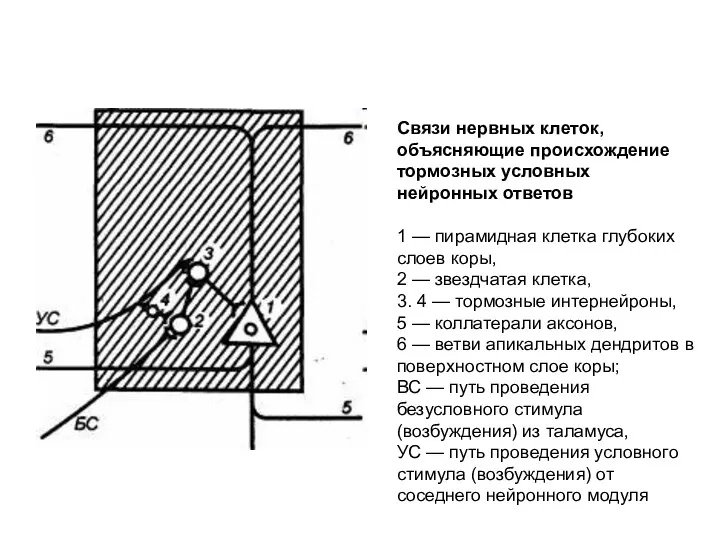 Связи нервных клеток, объясняющие происхождение тормозных условных нейронных ответов 1