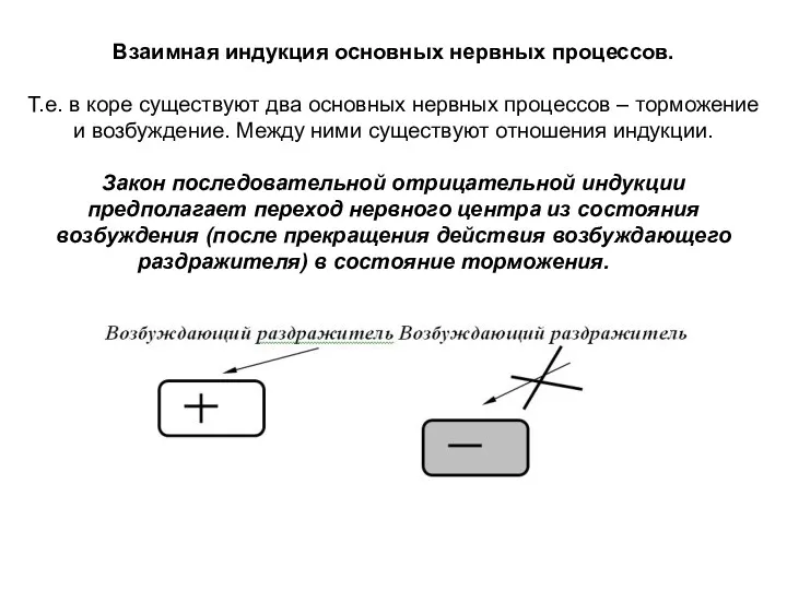 Взаимная индукция основных нервных процессов. Т.е. в коре существуют два