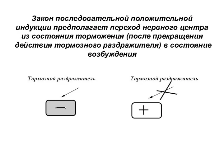 Закон последовательной положительной индукции предполагает переход нервного центра из состояния