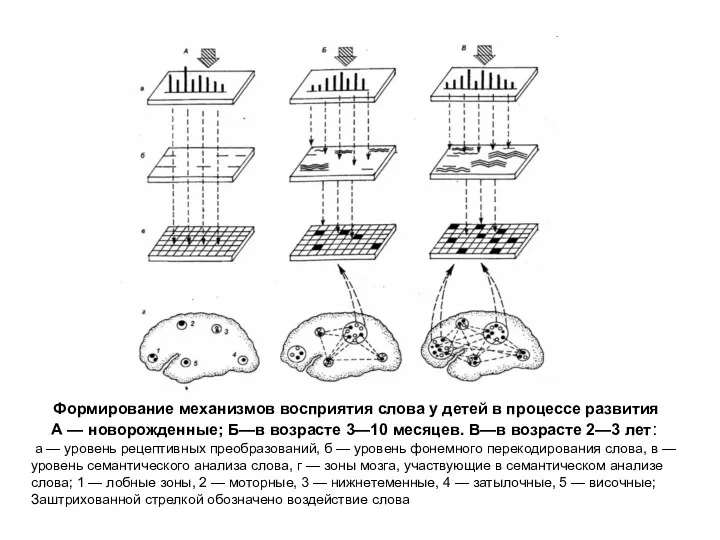 Формирование механизмов восприятия слова у детей в процессе развития А