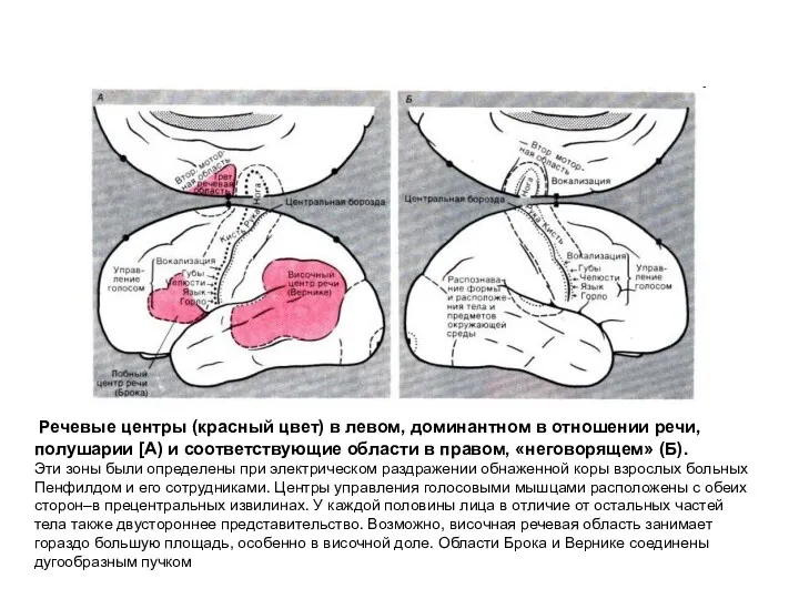 Речевые центры (красный цвет) в левом, доминантном в отношении речи,