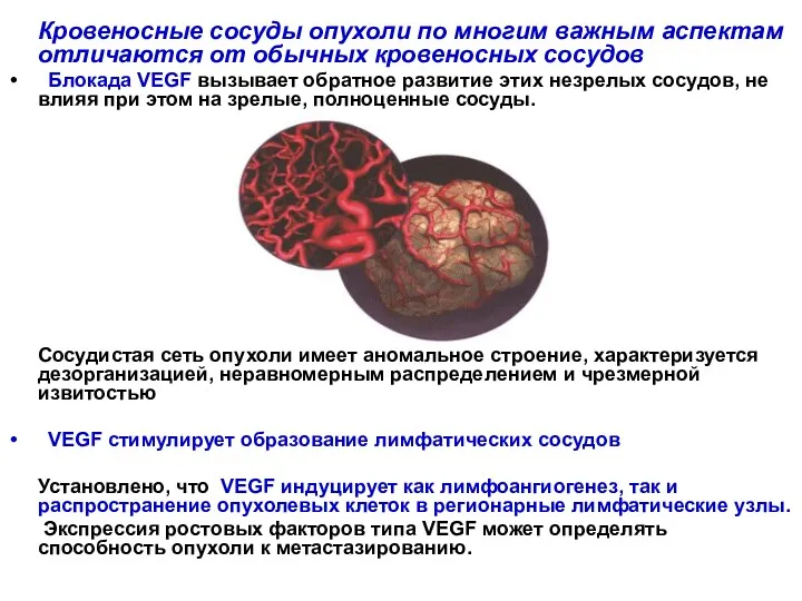 Кровеносные сосуды опухоли по многим важным аспектам отличаются от обычных