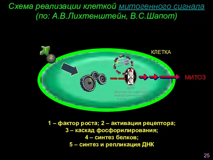 Схема реализации клеткой митогенного сигнала (по: А.В.Лихтенштейн, В.С.Шапот) ЯДРО (факторы