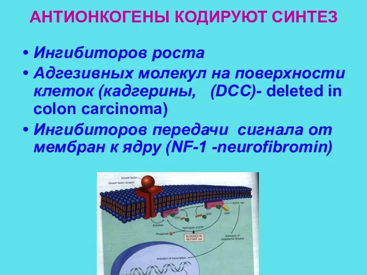 АНТИОНКОГЕНЫ КОДИРУЮТ СИНТЕЗ Ингибиторов роста Адгезивных молекул на поверхности клеток