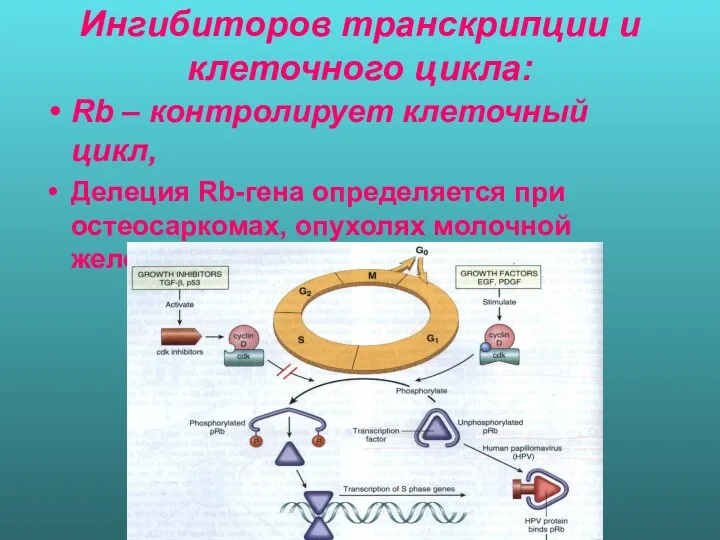 Ингибиторов транскрипции и клеточного цикла: Rb – контролирует клеточный цикл, Делеция Rb-гена определяется