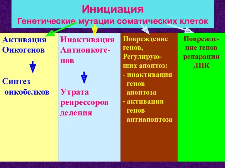 Инициация Генетические мутации соматических клеток