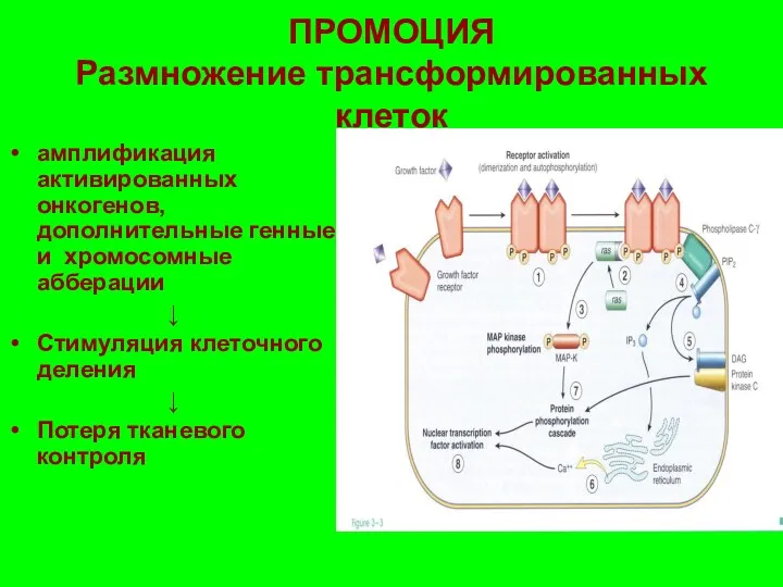 ПРОМОЦИЯ Размножение трансформированных клеток амплификация активированных онкогенов, дополнительные генные и хромосомные абберации ↓