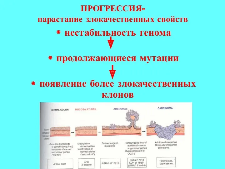 ПРОГРЕССИЯ- нарастание злокачественных свойств нестабильность генома продолжающиеся мутации появление более злокачественных клонов