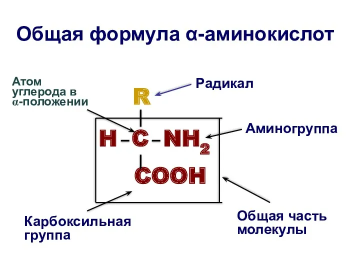 Общая формула α-аминокислот R H C NH2 COOH Общая часть