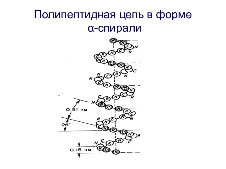 Полипептидная цепь в форме α-спирали