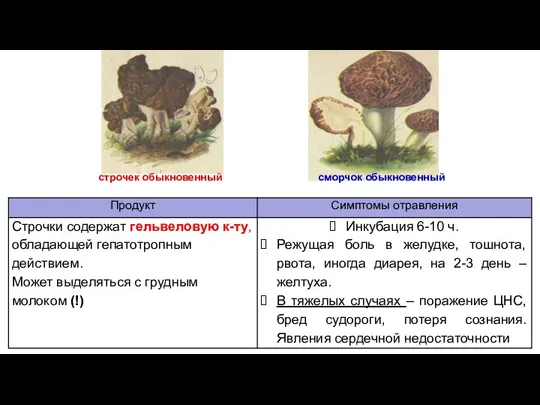 строчек обыкновенный сморчок обыкновенный