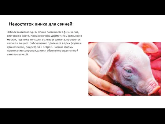Недостаток цинка для свиней: Заболевший молодняк плохо развивается физически, отставая в росте. Кожа