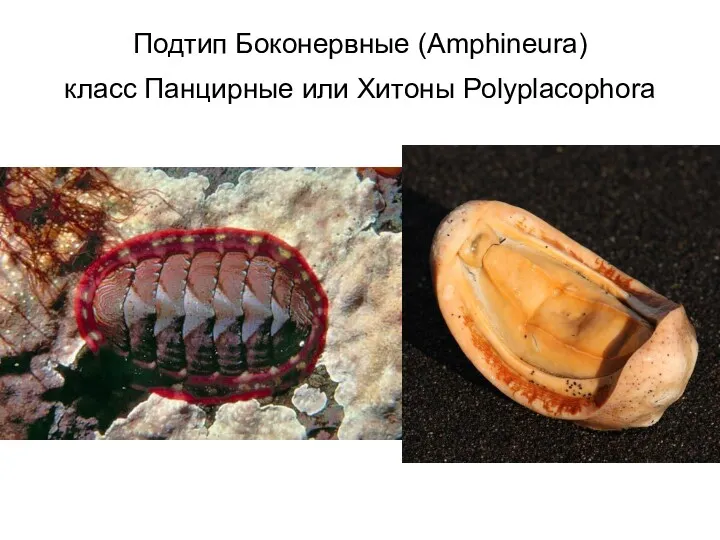 Подтип Боконервные (Amphineura) класс Панцирные или Хитоны Polyplacophora