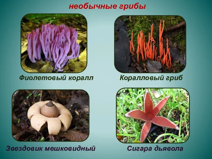 Фиолетовый коралл Коралловый гриб Звездовик мешковидный Сигара дьявола необычные грибы