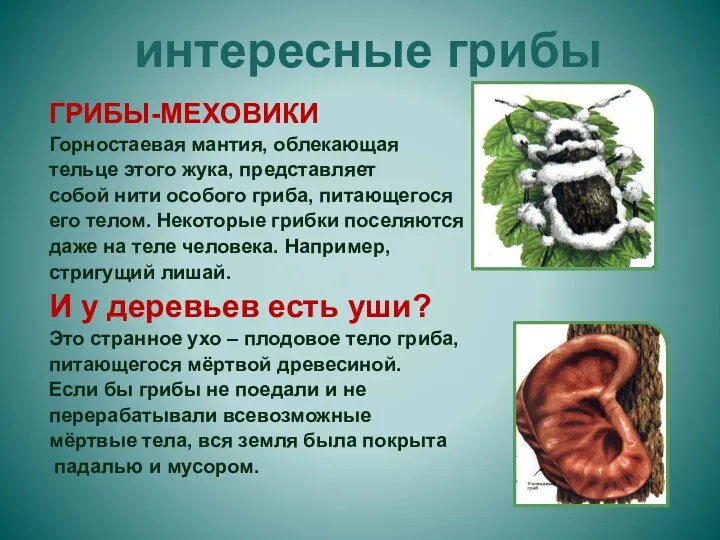 интересные грибы ГРИБЫ-МЕХОВИКИ Горностаевая мантия, облекающая тельце этого жука, представляет собой нити особого