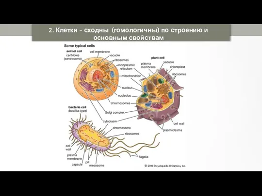 2. Клетки - сходны (гомологичны) по строению и основным свойствам