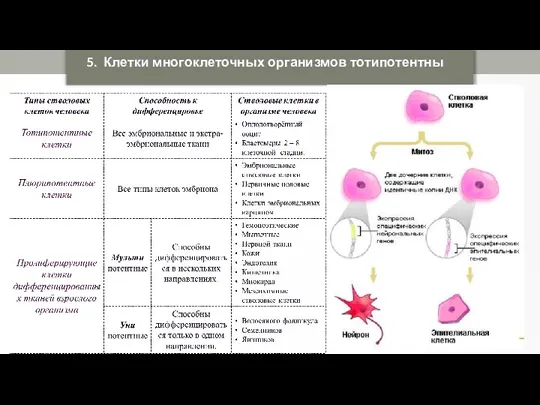 5. Клетки многоклеточных организмов тотипотентны