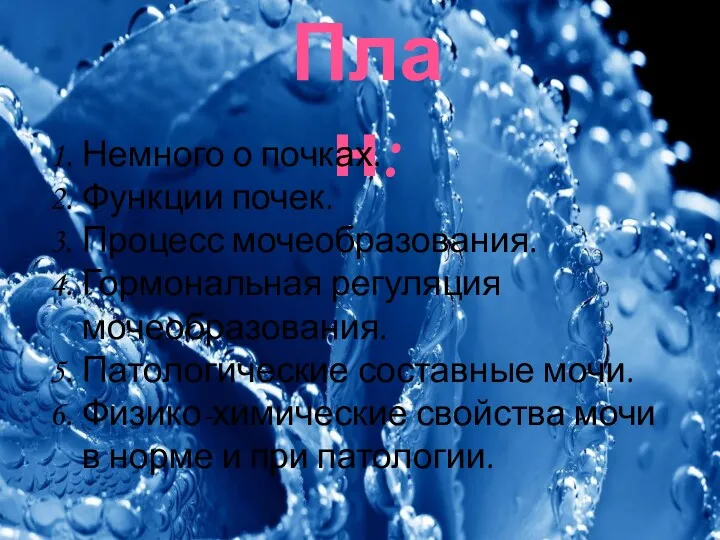 План: Немного о почках. Функции почек. Процесс мочеобразования. Гормональная регуляция