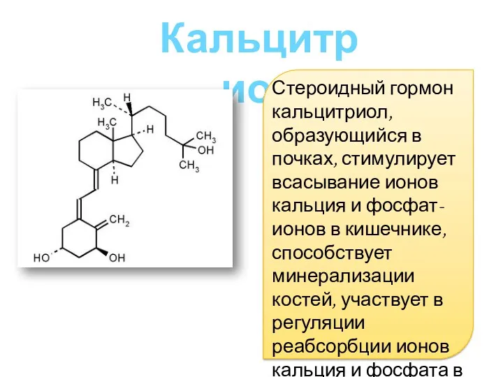 Кальцитриол Стероидный гормон кальцитриол, образующийся в почках, стимулирует всасывание ионов