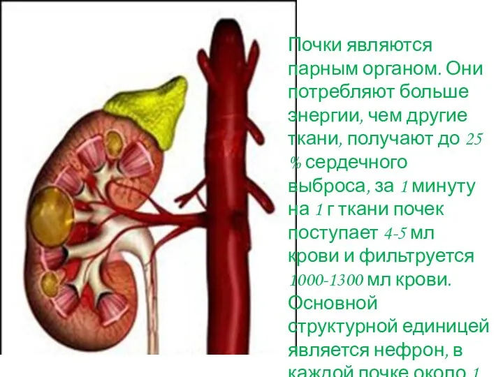 Почки являются парным органом. Они потребляют больше энергии, чем другие