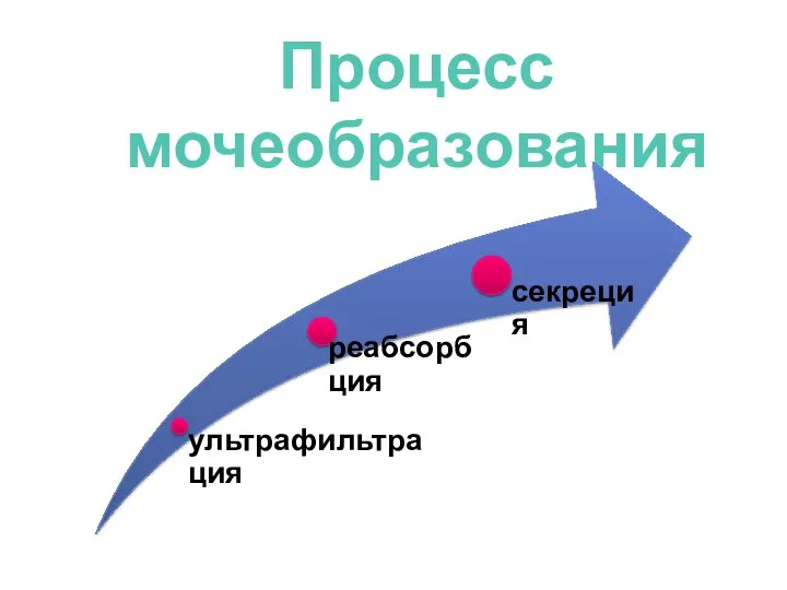 Процесс мочеобразования