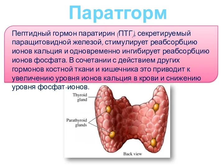 Паратгормон Пептидный гормон паратирин (ПТГ), секретируемый паращитовидной железой, стимулирует реабсорбцию