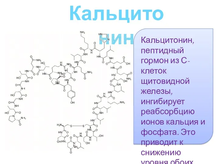 Кальцитонин Кальцитонин, пептидный гормон из С-клеток щитовидной железы, ингибирует реабсорбцию