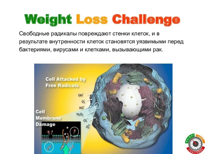 Weight Loss Challenge Свободные радикалы повреждают стенки клеток, и в