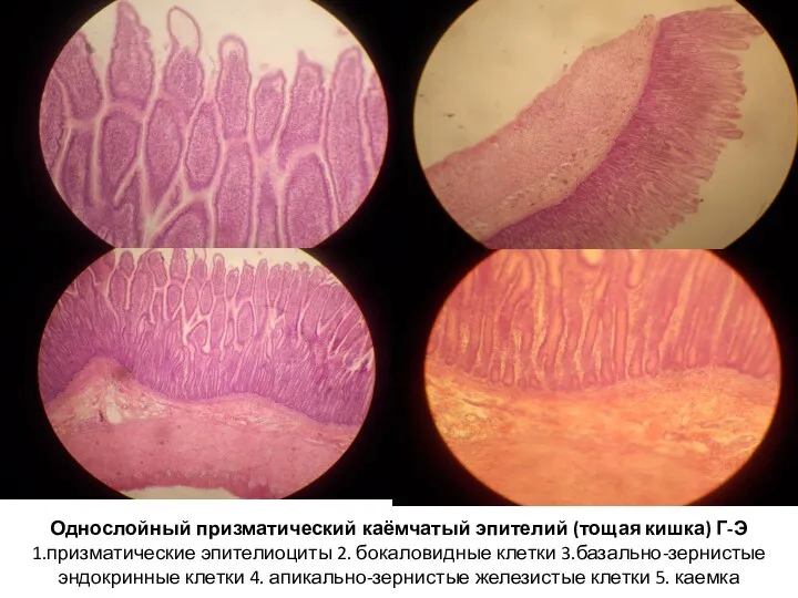 Однослойный призматический каёмчатый эпителий (тощая кишка) Г-Э 1.призматические эпителиоциты 2.