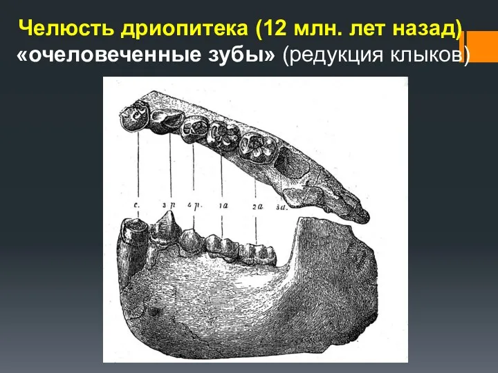 Челюсть дриопитека (12 млн. лет назад) «очеловеченные зубы» (редукция клыков)