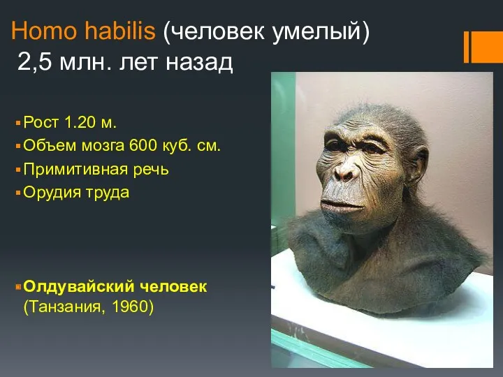 Homo habilis (человек умелый) 2,5 млн. лет назад Рост 1.20