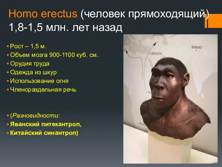 Homo erectus (человек прямоходящий) 1,8-1,5 млн. лет назад Рост –