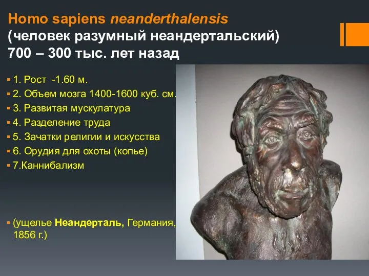 Homo sapiens neanderthalensis (человек разумный неандертальский) 700 – 300 тыс.