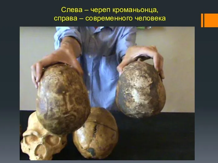 Слева – череп кроманьонца, справа – современного человека