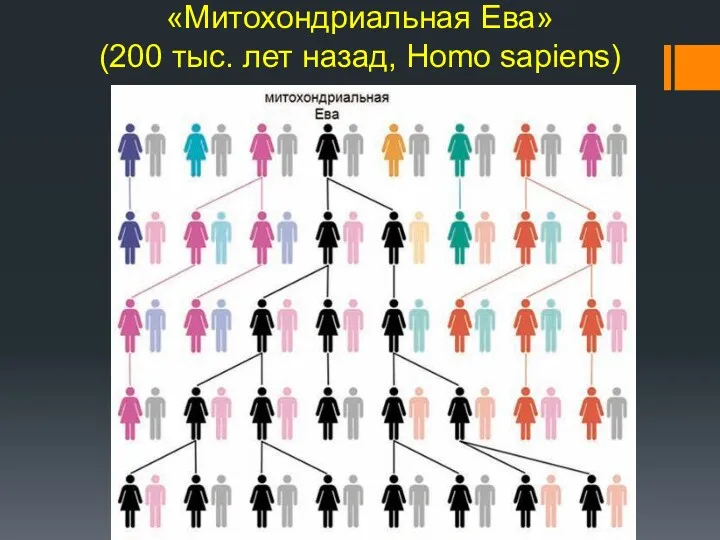 «Митохондриальная Ева» (200 тыс. лет назад, Homo sapiens)